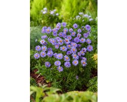 Plantes de jardin - Un ensemble 1 - Aster (D) 'Prof. Anton Kippenberg' - (2L)