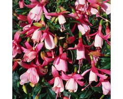 Plantes de jardin - Un ensemble 1 - Fuchsia 'Frau Alice Hoffmann' - (2L) 25-30 cm