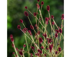 Plantes de jardin - Un ensemble 3 - Sanguisorba officinalis 'Tanna' - (0.7L)