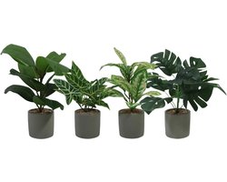 Plantje in Pot - Assorti - Verschillend uitgeleverd