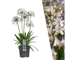 Plants by Frank | 1 Afrikaanse Lelie Blauw/Wit | 1 x Agapanthus Fireworks | 23 cm Ø | 60 cm ↨ | vaste planten winterhard | vaste planten meerjarig | tuinplanten vaste planten | Tuinplanten