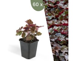 Plants by Frank | 60 Purperklokjes Planten | Heuchera micrantha 'Palace Purple' | Winterharde bodembedekker planten | tuinplanten | Winterharde vaste planten meerjarig | Winterharde tuinplanten