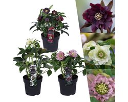 Plants by Frank | Set van 3 Kerstroos bijzondere soorten mix | 3x Helleborus Orientalis | 15 cm Ø | 25 cm  | Winterharde kerstroos planten | Tuinplanten | Herfstplanten