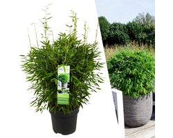 Plants by Frank | XL Bamboe Plant | 1 x Fargesia moontears 'Boobux' Ø29 cm - 60 cm - Winterharde Bamboe Planten - Niet woekerende bamboe - Bambusa - Tuinplanten