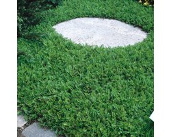 Plants Online BV - Planten - Tuinplanten - Vaste planten - Set van 1 - Koperknoopje