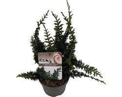 Plants Online - Haagplanten - Coniferen - Tuinplanten - Sier coniferen - Set van 1 - Chamaecyparis o. 'Teddy Bear' - 2 liter pot - Plant 25-30 cm