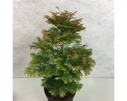 Plants Online - Haagplanten - Coniferen - Tuinplanten - Sier coniferen - Set van 1 - Metasequoia glyptostroboides 'Daweswood Tawny Fleece' 50- 60cm - 10 liter pot - Plant ltr - P27