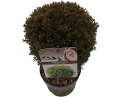 Plants Online - Haagplanten - Coniferen - Tuinplanten - Sier coniferen - Set van 1 - Thuja occidentalis 'Teddy' - 2 liter pot - Plant 25-30 cm