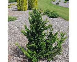 Plants Online - Haagplanten - Coniferen - Tuinplanten - Sier coniferen - Set van 3 - Chamaecyparis o. 'Teddy Bear' - 3 liter pot - Plant 20-25 cm