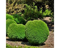 Plants Online - Haagplanten - Coniferen - Tuinplanten - Sier coniferen - Set van 3 - Thuja occidentalis 'Teddy' - 3 liter pot - Plant 20-25 cm