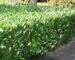Plants Online - Haagplanten - Heesters - Laurier 'Otto Luyken' - Pot 30-40 cm - set van 10 - Bloeiende plant - Compacte groei - Geschikt als lage haag - Langzame groeier - Wintergroen