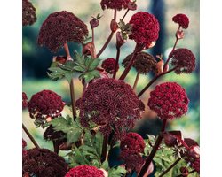 Plants Online - Set van 5 - Angelica gigas - 0.7 liter pot - Plant