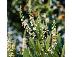 Plants Online - Tuinplanten - Heesters - Set van 1 - Prunus laurocerasus 'Otto Luyken' 20- 30 cm - 2 liter pot - Plant ltr - P18