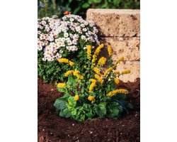 Plants Online - Tuinplanten - Vaste planten - Set van 5 - Solidago sphacelata 'Golden Fleece' - 0.7 liter pot - Plant