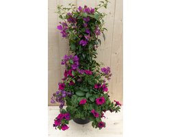 Plastic plantenbak antraciet Bougainvillea roze met zomerbloeiers r...