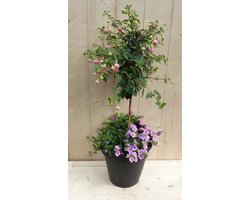 Plastic plantenbak antraciet Fuchsia roze met zomerbloeiers roze h8...