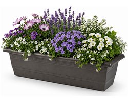 Plasticforte Plantenbak - antraciet - rechthoekig - 60 x 20 x 16 cm - Bloembakken
