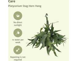 Platycerium Hertshoorn – Hangplant Ø21 cm ↨50 cm – Groene luchtzuiverende kamerplant – Makkelijk in onderhoud –