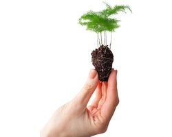 PLNTS - Baby Asparagus Fern - Kamerplant - Stekplantje 2 cm - Hoogte 15 cm