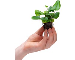 PLNTS - Baby Hemionitis Arifolia - Kamerplant - Stekplantje 2 cm - Hoogte 10 cm