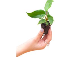 PLNTS - Baby Philodendron Squamiferum - Kamerplant - Stekplantje 2 cm - Hoogte 25 cm