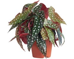 PLNTS - Begonia Maculata - Stippenplant - Kweekpot 12 cm - Hoogte 20 cm