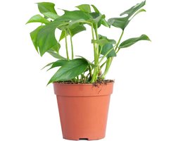 PLNTS - Rhaphidophora Tetrasperma - Kamerplant - Kweekpot 13 cm - Hoogte 30 cm