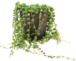 PLNTS - Senecio Rowleyanus - Kamerplant - Kweekpot 12 cm - Hoogte 20 cm