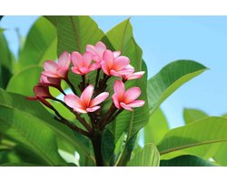 Plumeria Stekken - Bloemstekken Tropische Plant - Tuinieren - Professioneel Gekweekt - 18-25 cm - Niet gespecificeerd
