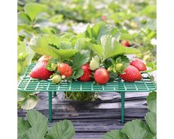 PolkaHome 10 Pack Vierkante Aardbei Steunen voor Tuin, Aardbei Plant Ondersteuning, Aardbei Stand Houder, Aardbei Rekken, Groeiende Frame - Duurzame Tuinaccessoires