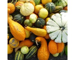 Pompoen zaden - Eetbare pompoenen mix