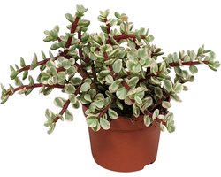 Portulacaria afra Variegata | 1 stuk | Ø 10,5 cm |  18-25 cm