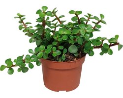 Portulacaria afra Variegata groen | 1 stuk | Ø 10,5 cm |  18-25 cm