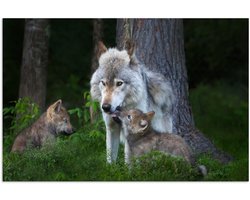 Poster 180x120 cm - Wolf - Mos - Bos - Pup - Posters - Kamer decoratie - Wanddecoratie woonkamer - Muurdecoratie slaapkamer XXL