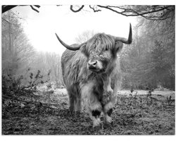 Poster 80x60 cm - Schotse Hooglander - Bos - Mist - Koe - Dieren - Natuur - Posters - Kamer decoratie - Wanddecoratie woonkamer - Muurdecoratie slaapkamer