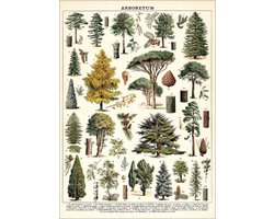 Poster Arboretum - Cavallini & Co - Vintage Schoolplaat