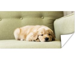 Poster Een slapende Golden Retriever puppy op de bank - 150x75 cm