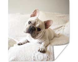 Poster Franse Bulldog - Bank - Kleed - 100x100 cm XXL
