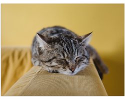 Poster (Mat) - Liggende Bruine Kat op Leuning van Bank - 40x30 cm Foto op Posterpapier met een Matte look