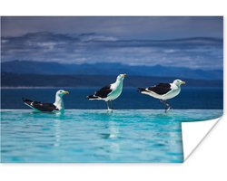 Poster Meeuwen - Vogels - Zwembad - 120x80 cm