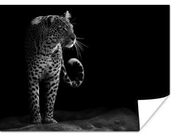 Poster Wilde dieren - Luipaard - Natuur - Zwart - Wit - 40x30 cm
