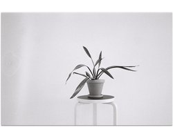 Poster – Zwart-Witte foto van Plant op Kruk - 90x60cm Foto op Posterpapier