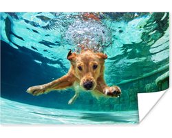 Poster Zwembad - Hond - Water - 180x120 cm XXL