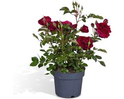 Potrozen - Rozen - Voor Binnen en Buiten - Hoogte: 45cm - Potmaat: Ø17cm - Rood