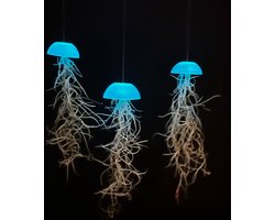 Prachtige set van 3 glazige glow-in-the-dark Jellyfish luchtplantjes met spaans mos/levende planten/tillandsia/airplants/kamerplant/hangende plant