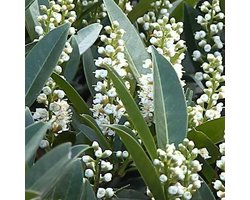 Prunus Laurocerasus 'Otto Luyken' - Laurierkers 30-40 cm pot