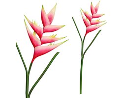PTMD Garden Bloem Heliconia Kunstbloem - 36 x 18 x 86 cm - Roze