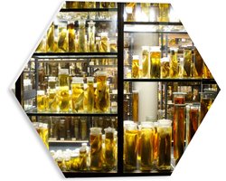 PVC Schuimplaat Hexagon - Kast met Dieren op Sterk Water - 30x26.1 cm Foto op Hexagon (Met Ophangsysteem)