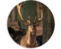 PVC Schuimplaat Muurcirkel - Aankijkend Hert met Groot Gewei tussen Bomen in het Bos - 60x60 cm Foto op Muurcirkel (met ophangsysteem)
