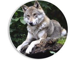 PVC Schuimplaat Muurcirkel - Rustende Wolf in de Natuur - 20x20 cm Foto op Muurcirkel (met ophangsysteem)